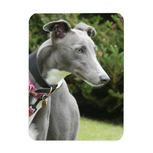 Flexible Greyhound magnet of a blue greyhound (Vertical)