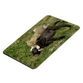 Flexible Gros loup gris Magnet de la faune (Côté Gauche)