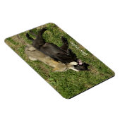 Flexible Gros loup gris Magnet de la faune (Côté Droit)