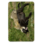Flexible Gros loup gris Magnet de la faune (Vertical)