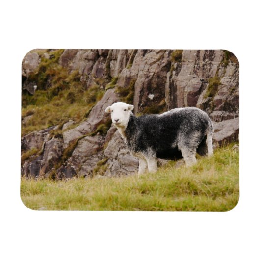 Flexible Herdwick Sheep Magnet (Horizontal)