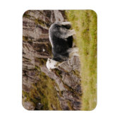 Flexible Herdwick Sheep Magnet (Vertical)