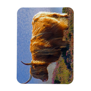 Flexible Highland Cow Magnet