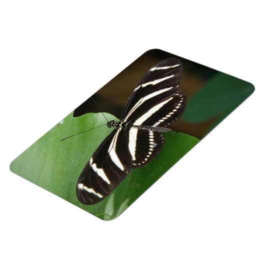 Flexible Joli Papillon Zèbre Longwing Flexi Magnet (Côté Gauche)