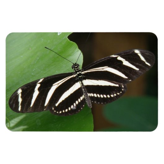 Flexible Joli Papillon Zèbre Longwing Flexi Magnet (Horizontal)