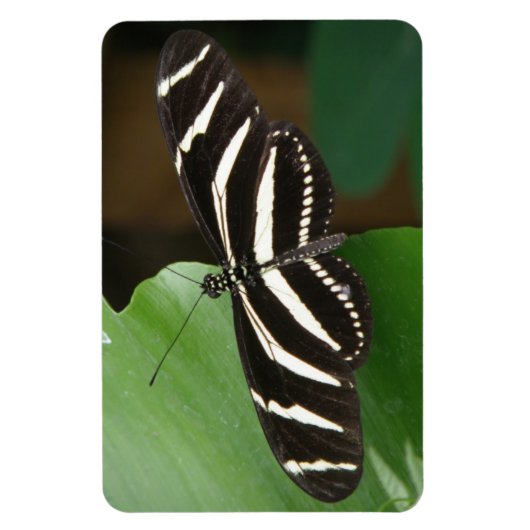 Flexible Joli Papillon Zèbre Longwing Flexi Magnet (Vertical)
