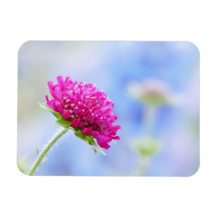 Flexible Knautia Macedonica Magnet