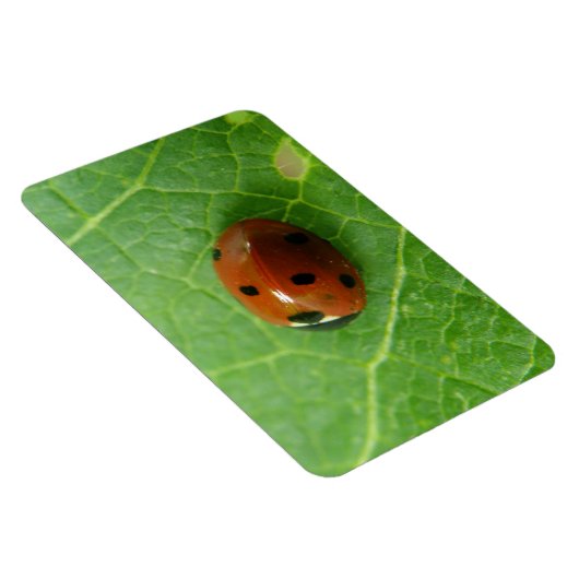 Flexible Ladybug Premium Magnet (Côté Droit)