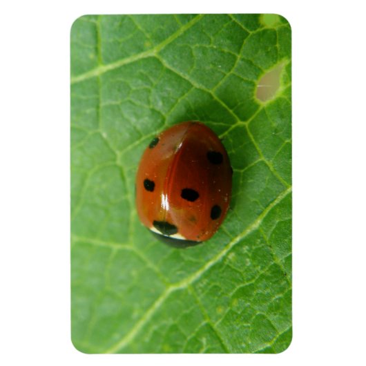 Flexible Ladybug Premium Magnet (Vertical)