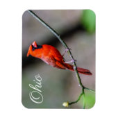 Flexible Le cardinal Ohio Magnet (Vertical)