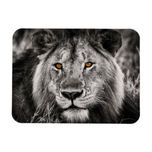 Flexible Lion of Judah - Rastafara - Reggae Rasta Magnet