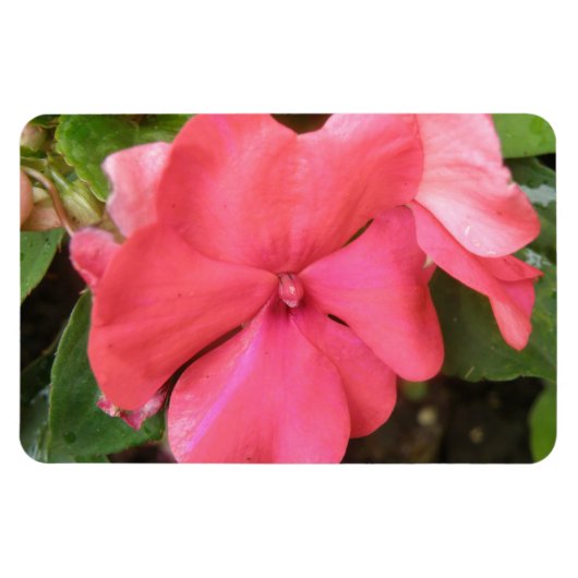 Flexible Macro à fleur rose Impatiens Magnet Premium (Horizontal)