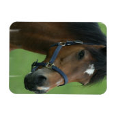 Flexible Magnet Arabian Horse Pictures (Horizontal)