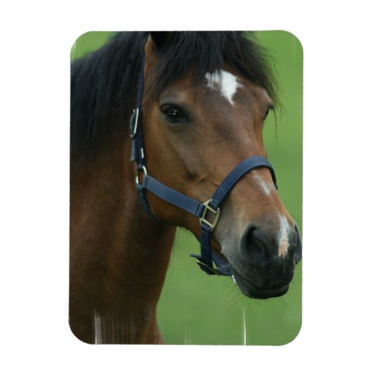 Flexible Magnet Arabian Horse Pictures (Vertical)