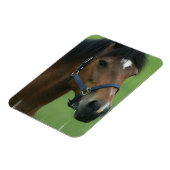 Flexible Magnet Arabian Horse Pictures (Côté Gauche)