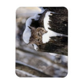 Flexible Magnet Bobcat Kitten (Vertical)