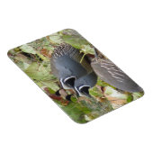 Flexible Magnet California Quail Twins (Côté Droit)