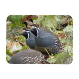 Flexible Magnet California Quail Twins
