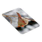 Flexible Magnet cardinal du Nord féminin (Côté Droit)