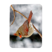 Flexible Magnet cardinal du Nord féminin (Vertical)