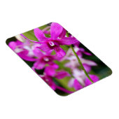 Flexible Magnet - Cooktown Orchid (Côté Droit)