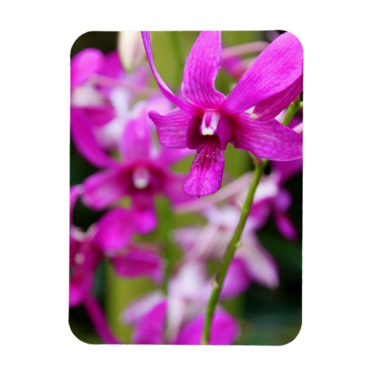 Flexible Magnet - Cooktown Orchid (Vertical)