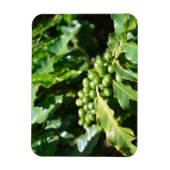 Flexible Magnet de baies de café vert (Vertical)