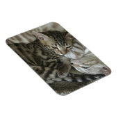 Flexible Magnet de chatons du Bengale (Côté Droit)