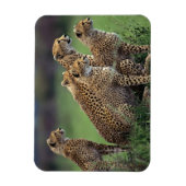 Flexible Magnet de Cheetahs (Vertical)