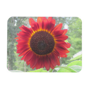 Flexible Magnet de tournesol