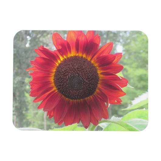 Flexible Magnet de tournesol (Horizontal)