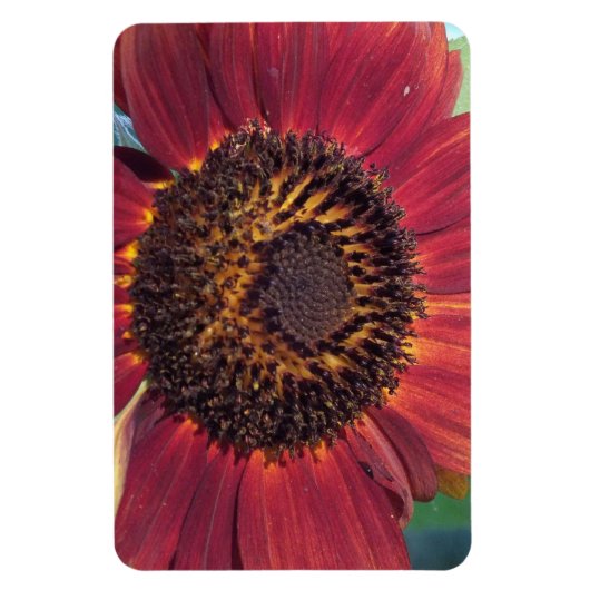 Flexible Magnet de tournesol rouge (Vertical)