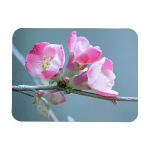 Flexible Magnet de vinyle Apple Blossom #P0358