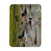 Flexible Magnet d'oystercatchers (Vertical)