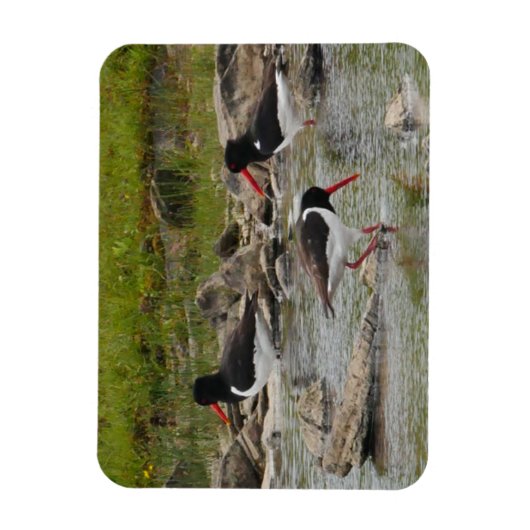 Flexible Magnet d'oystercatchers (Vertical)
