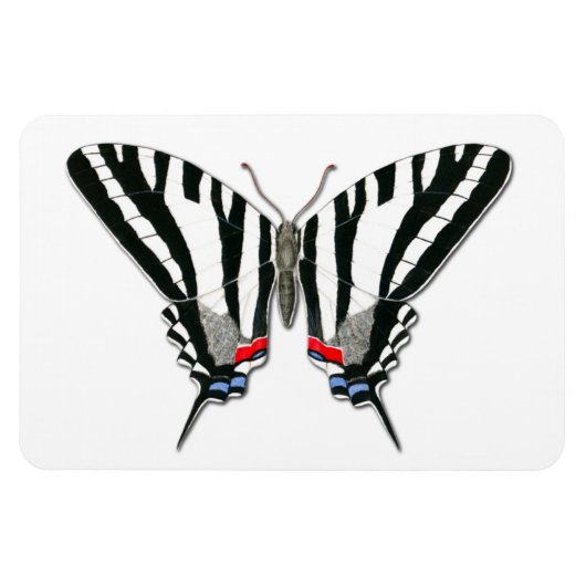 Flexible Magnet Flexi de papillon Zebra Swallowtail (Horizontal)