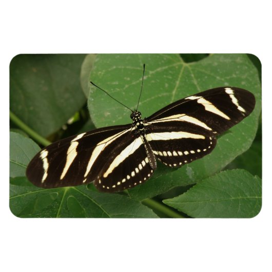Flexible Magnet Flexi de papillon zébrée (Horizontal)