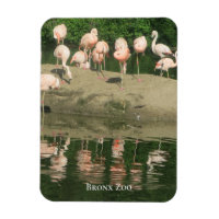 Magnet - les Flamants roses au zoo de Bronx