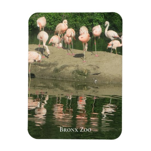 Flexible Magnet - les Flamants roses au zoo de Bronx (Vertical)