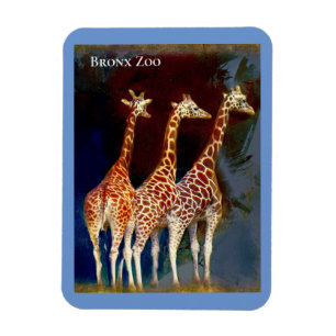 Flexible Magnet - les girafes au zoo de Bronx