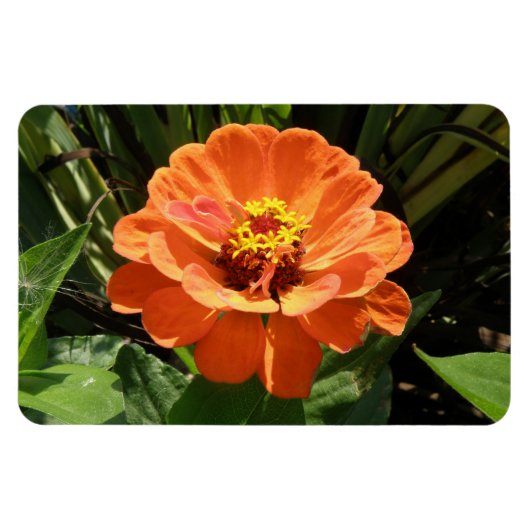 Flexible Magnet orange Zinnia Premium (Horizontal)