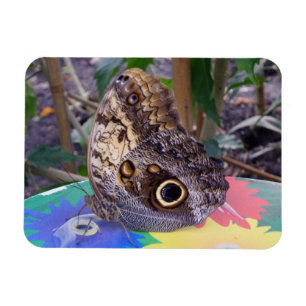 Flexible Magnet papillon 3"x4"