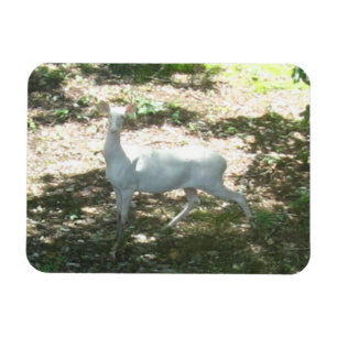 Flexible Magnet photo 3x4 White/Albino Deer