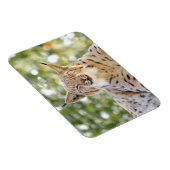 Flexible Magnet Photo cat, lynx, animaux 0133. (Côté Droit)