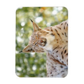 Flexible Magnet Photo cat, lynx, animaux 0133. (Vertical)