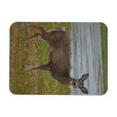 Flexible Magnet photo de cerf (Horizontal)