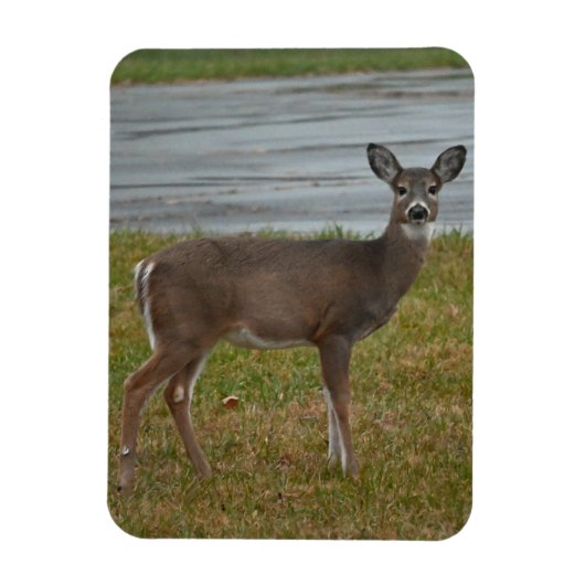 Flexible Magnet photo de cerf (Vertical)