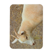 Flexible Magnet photo de chèvre (Vertical)
