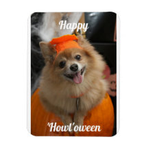 Magnet photo de chien Citrouille mignon