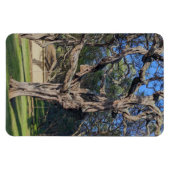 Flexible Magnet photo de Kiawe Tree (Horizontal)